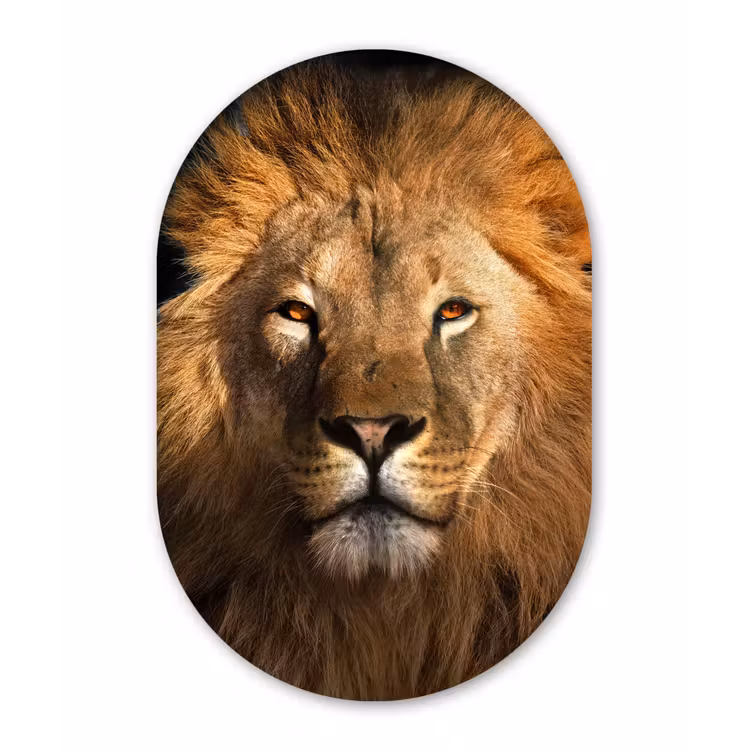 Leeuw - Dieren - Zwart - Licht - Bruin - Portret Wandcirkel Ovaal Forex klein -3d