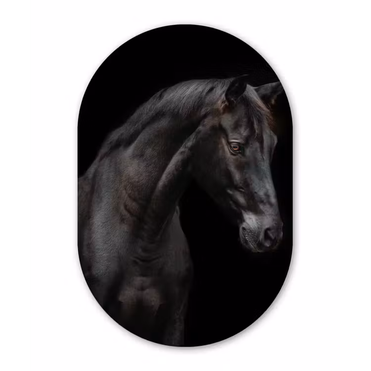 Paard - Dieren - Zwart - Portret Wandcirkel Ovaal Forex klein -3d