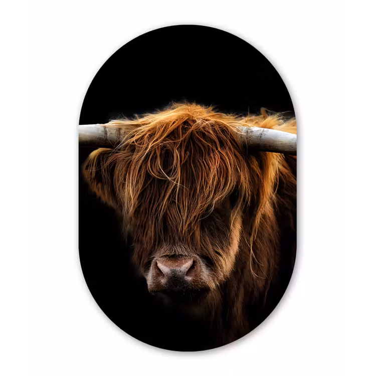 Schotse Hooglander - Horens - Zwart - Dieren - Natuur - Wild - Koe Wandcirkel Ovaal Forex klein -3d