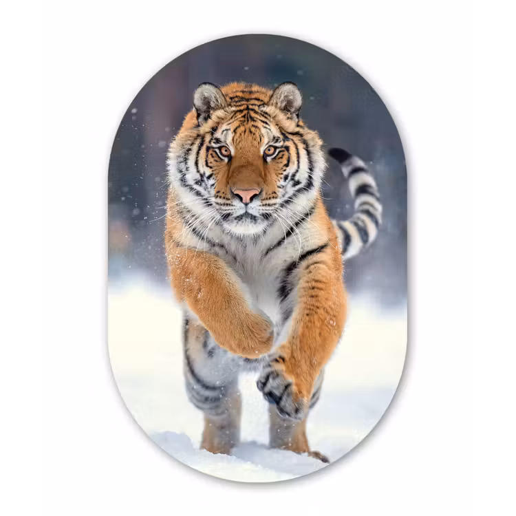 Tijger - Landschap - Sneeuw - Winter - Dieren Wandcirkel Ovaal Forex klein -3d