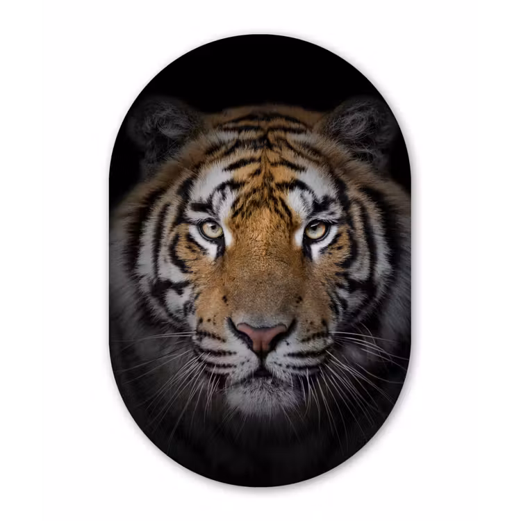 Tijger - Wilde dieren - Portret - Zwart - Dieren Wandcirkel Ovaal Forex klein -3d