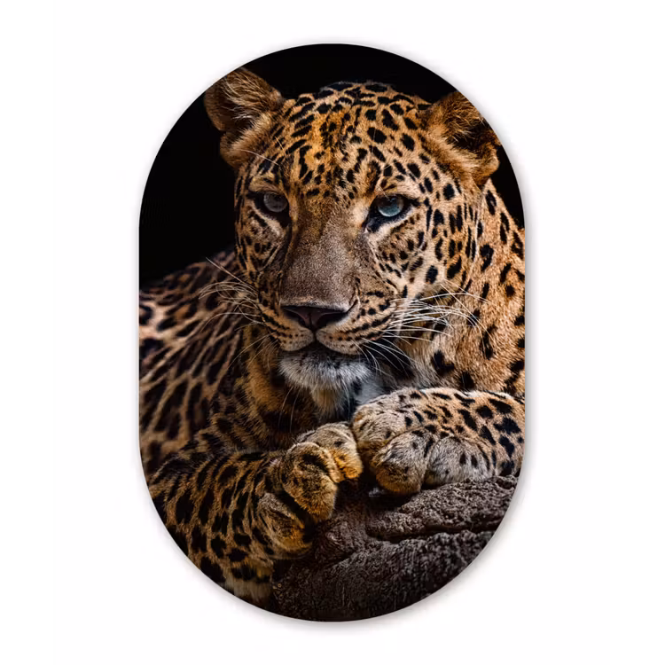 Wilde dieren - Panter - Portret - Zwart - Dieren Wandcirkel Ovaal Forex klein -3d