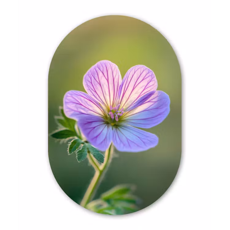 Bloem - Close up - Paars Wandcirkel Ovaal Glas middel -3d