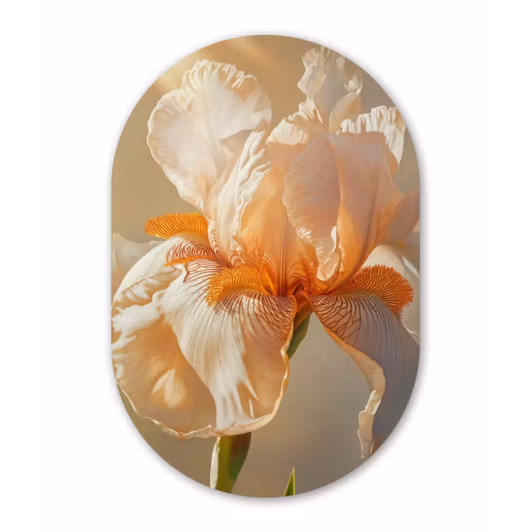 Close up - Oranje - Iris Wandcirkel Ovaal Glas middel -3d