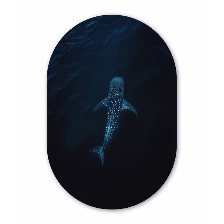 Oceaan - Walvishaai - Donkerblauw - Vlekken Wandcirkel Ovaal Glas middel -3d