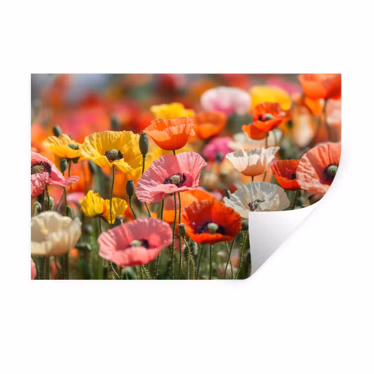 Bloemenveld - Klaprozen - Kleurrijk Muursticker klein -3d