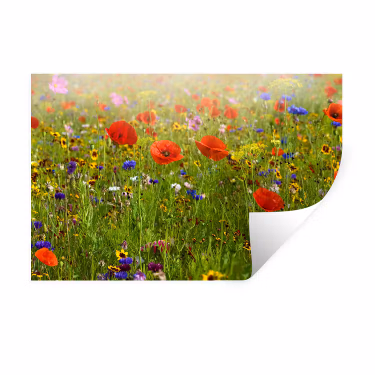 Lente - Bloemen - Rood - Klaproos - Gras - Groen Muursticker klein -3d