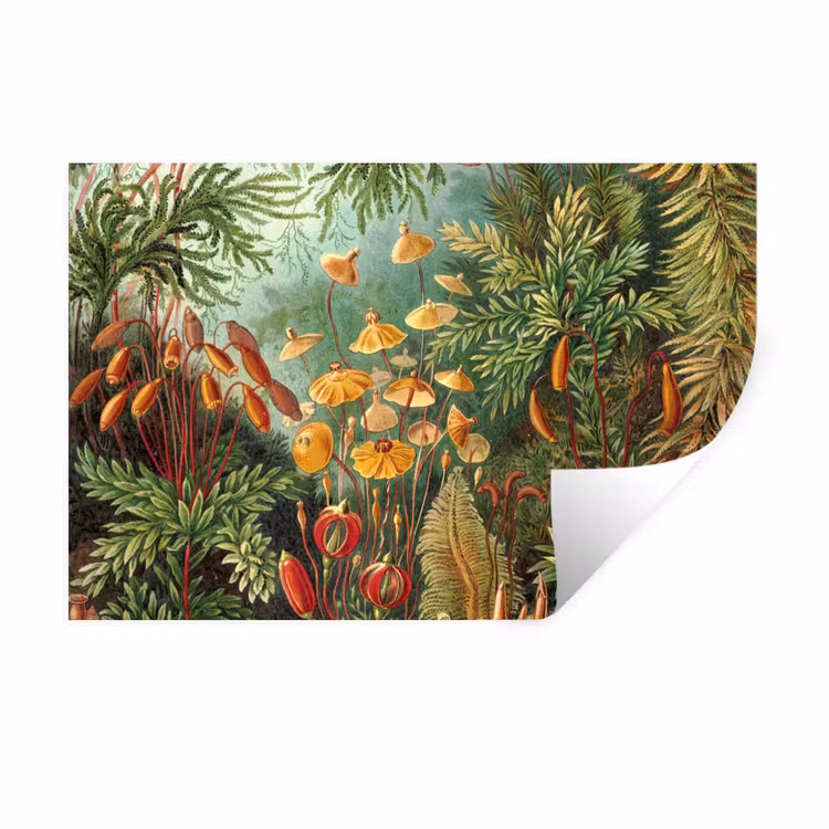 Design - Natuur - Paddenstoelen - Ernst Haeckel Muursticker klein -3d
