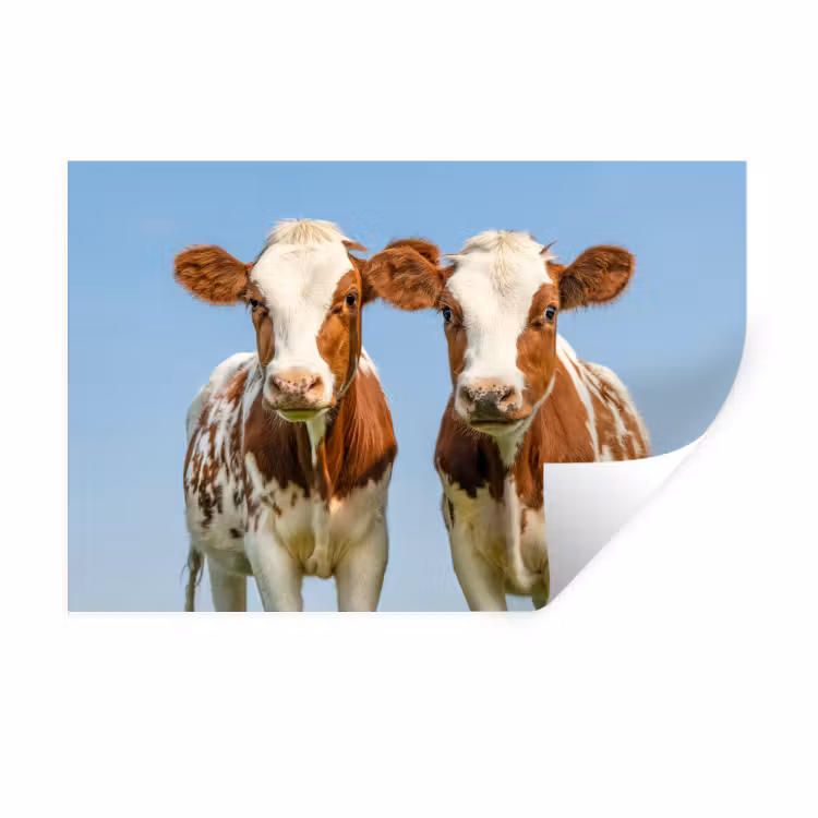 Koeien - Lucht - Dieren - Boerderij - Portret Muursticker klein -3d