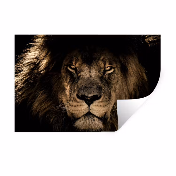 Leeuw - Dieren - Zwart - Portret Muursticker klein -3d