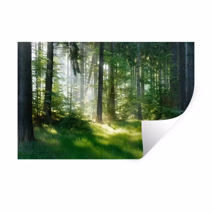 Natuur - Bomen - Bos - Groen - Zon Muursticker klein -3d