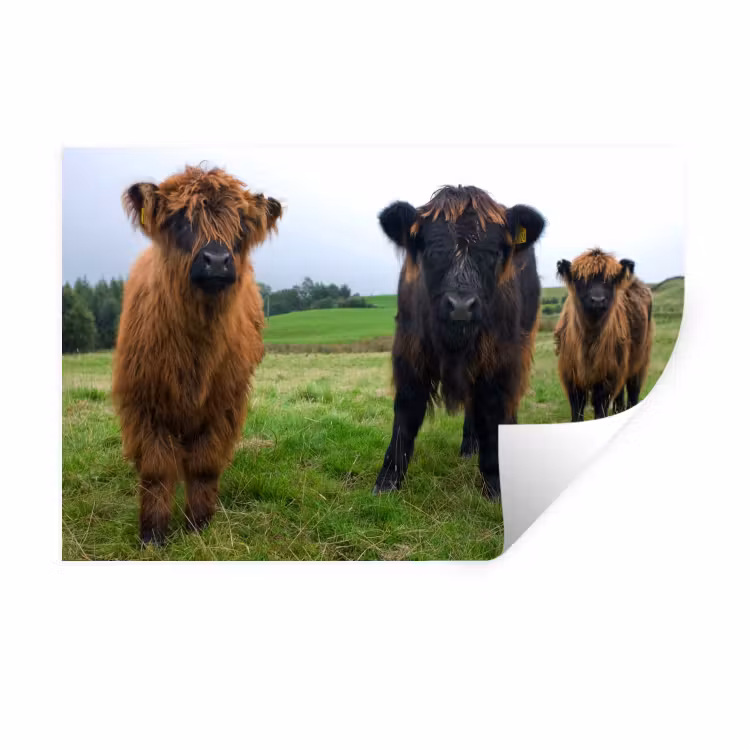 Schotse hooglander - Koeien - Natuur - Groen - Gras Muursticker klein -3d