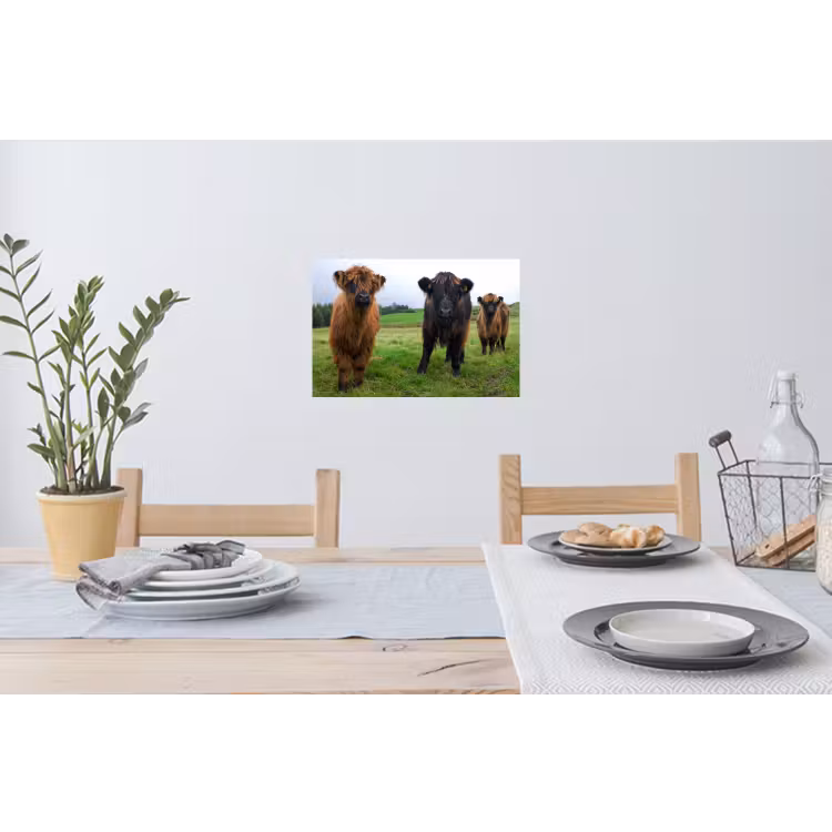 Schotse hooglander - Koeien - Natuur - Groen - Gras Muursticker klein -eettafel