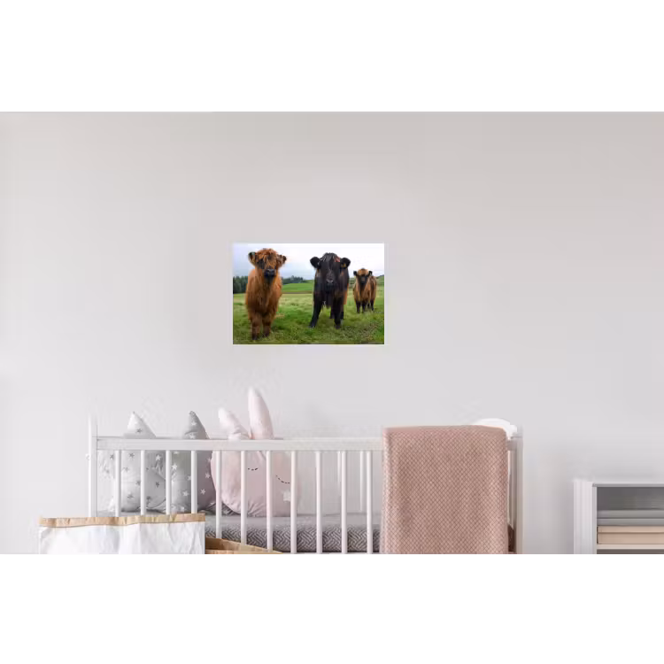 Schotse hooglander - Koeien - Natuur - Groen - Gras Muursticker klein -kinderkamer