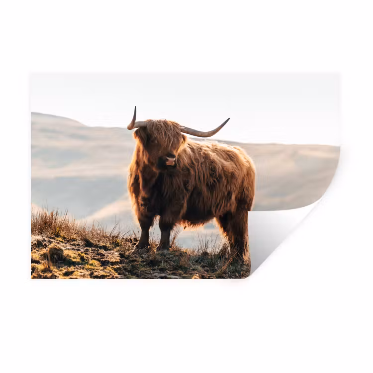 Schotse hooglander - Dieren - Landelijk - Landschap - Koe - Natuur Muursticker klein -3d