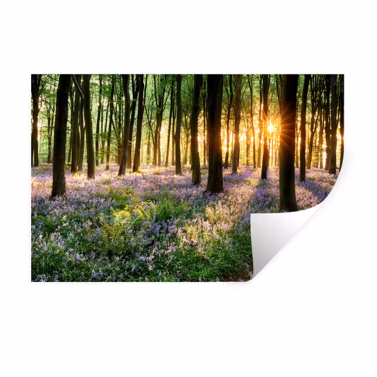 Bos - Bloemen - Lavendel - Zon Muursticker klein -3d