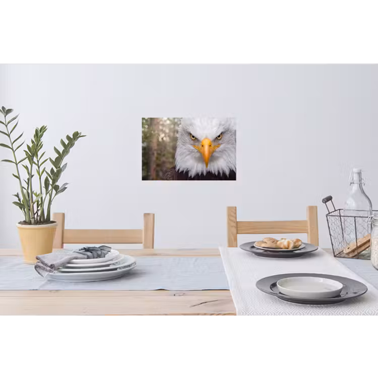Amerikaans - Zeearend - Portret - Geel Muursticker klein -eettafel