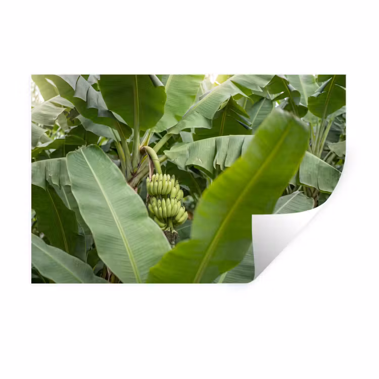 Eten - Bananen - Plantage - Groen Muursticker klein -3d