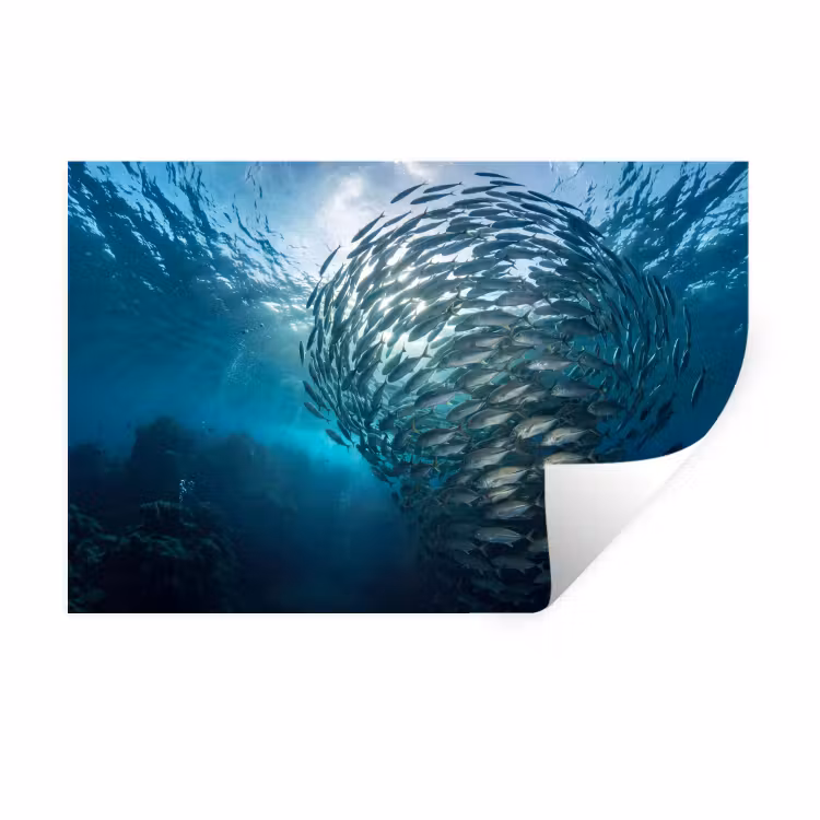 Vis - School - Oceaan - Natuur - Blauw Muursticker klein -3d