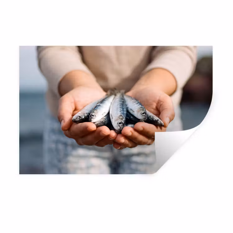 Wandtattoo – Fisch – Hände – Natur - Vis - Handen - Natuur Muursticker klein