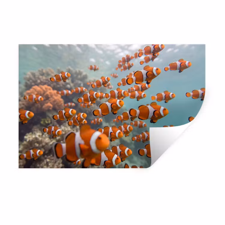 Vis - School - Onderwater - Dieren - Oranje Muursticker klein -3d