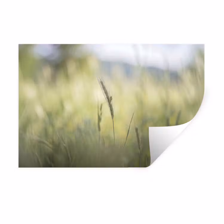 Graan - Aar - Natuur - Groen - Detail Muursticker klein -3d