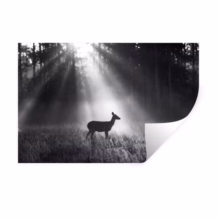 Hert - Bos - Zonnestralen - Zwart-wit - Natuur Muursticker klein -3d