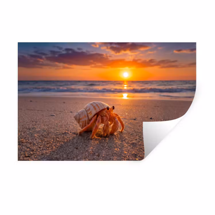 Kreeft - Strand - Natuur - Zonsondergang - Oranje Muursticker klein -3d