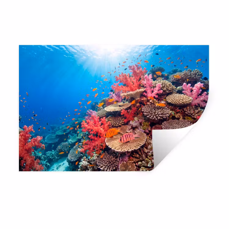 Koraalrif - Vissen - Onderwater - Tropisch - Rood Muursticker klein -3d