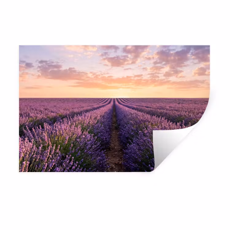 Landschap - Lavendelveld - Paars Muursticker klein -3d