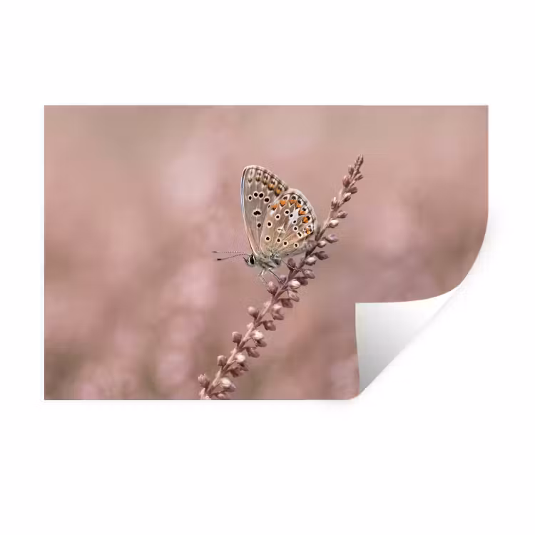Lavendel - Vlinder - Paars Muursticker klein -3d