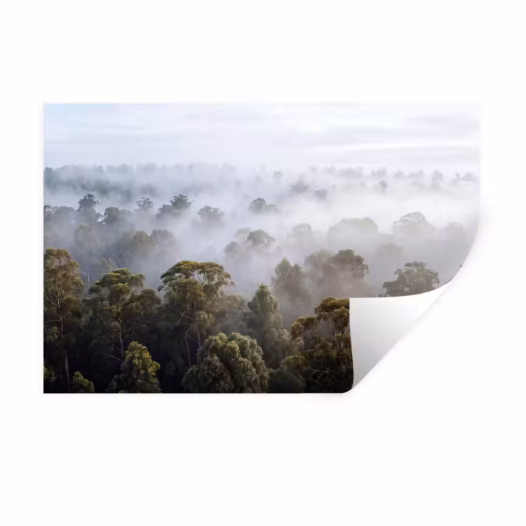 Natuur - Mist - Bos - Ochtend - Goud Muursticker klein -3d