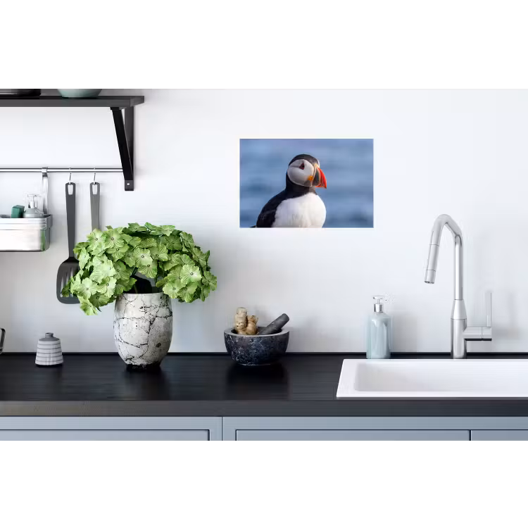Papegaaiduiker - Portret - Natuur Muursticker klein -keuken