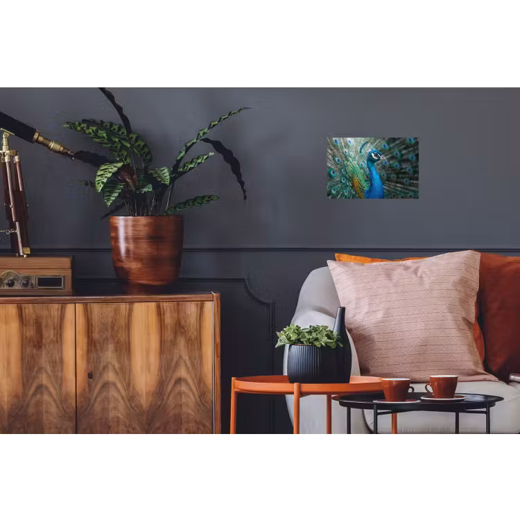 Pauw - Veren - Blauw Muursticker klein -kamerbank