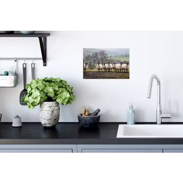 Schapen - Rij - Weide - Dieren - Platteland Muursticker klein -keuken