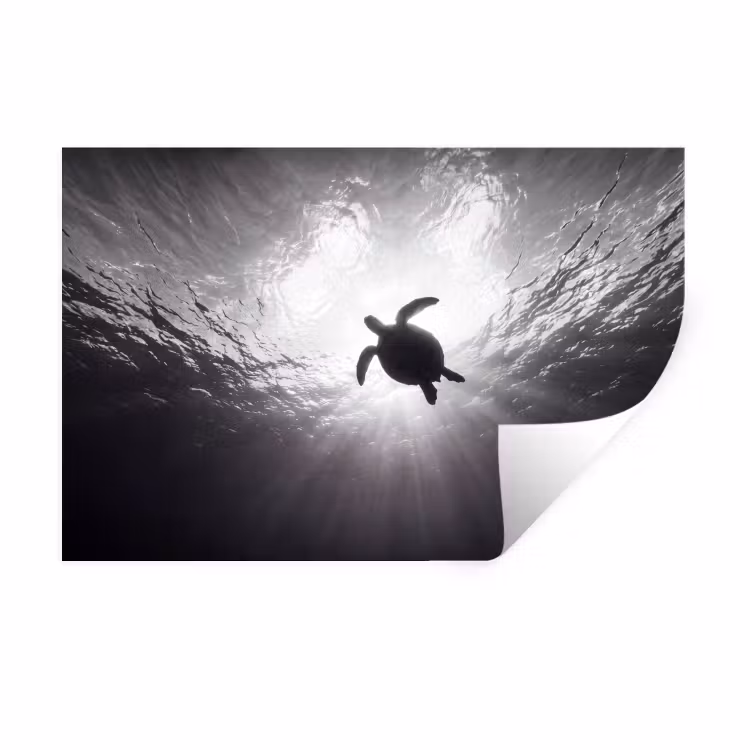 Schildpad - Onderwater - Lichtstralen - Oceaan - Zwart-wit Muursticker klein -3d