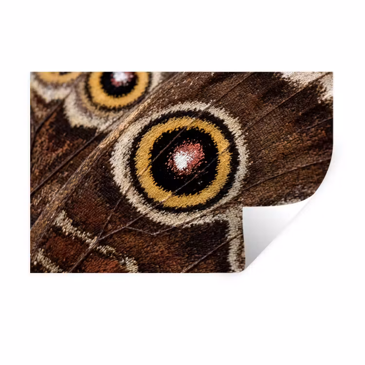 Vlinder - Vleugel - Abstract Muursticker klein -3d