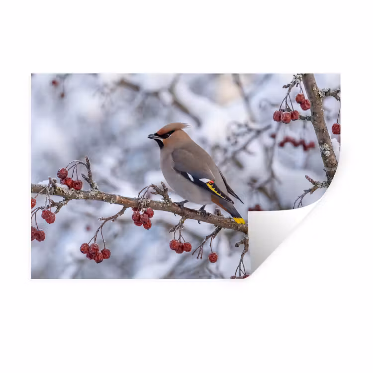 Pestvogel - Bessen - Winter - Natuur Muursticker klein -3d