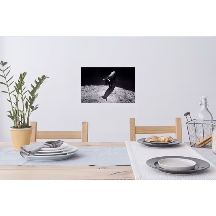 Stier - Schaduw - Dieren - Contrast - Zwart-wit Muursticker klein -eettafel