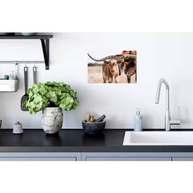 Texas Longhorn - Kalf - Weide - Dieren Muursticker klein -keuken