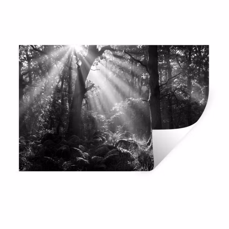 Bos - Lichtstralen - Natuur - Zwart-wit Muursticker klein -3d