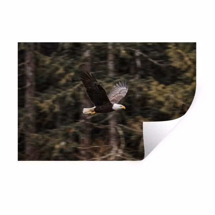 Zeearend - Vliegen - Bos - Natuur Muursticker klein -3d