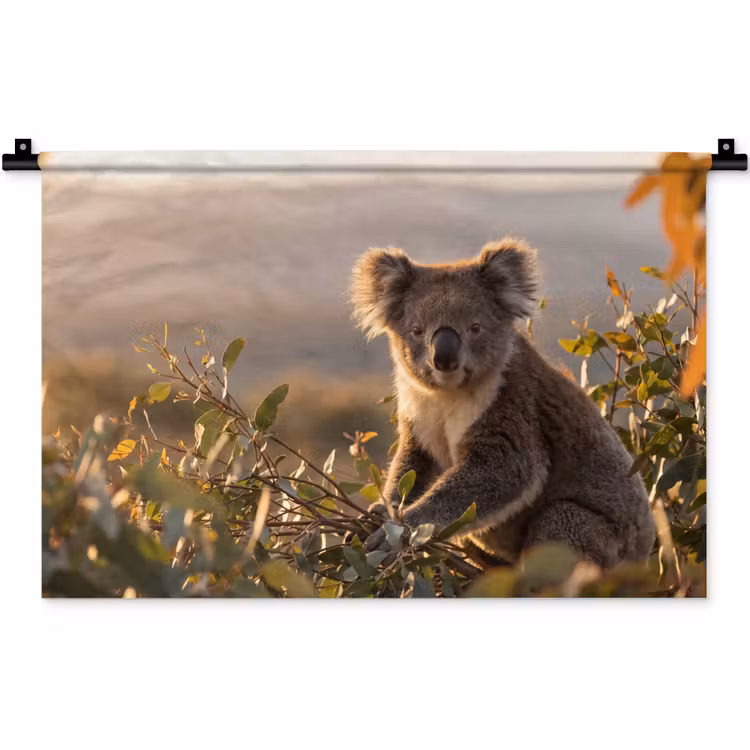 Koala - Bladeren - Ochtendlicht Wandkleed katoen klein -zz3d