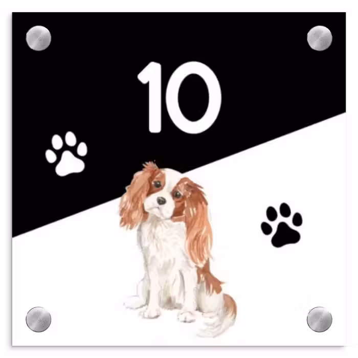 Namensschild Haustür Quadratisch - Schwarz und weiß - Haustier - Cavalier King Charles Spaniel
