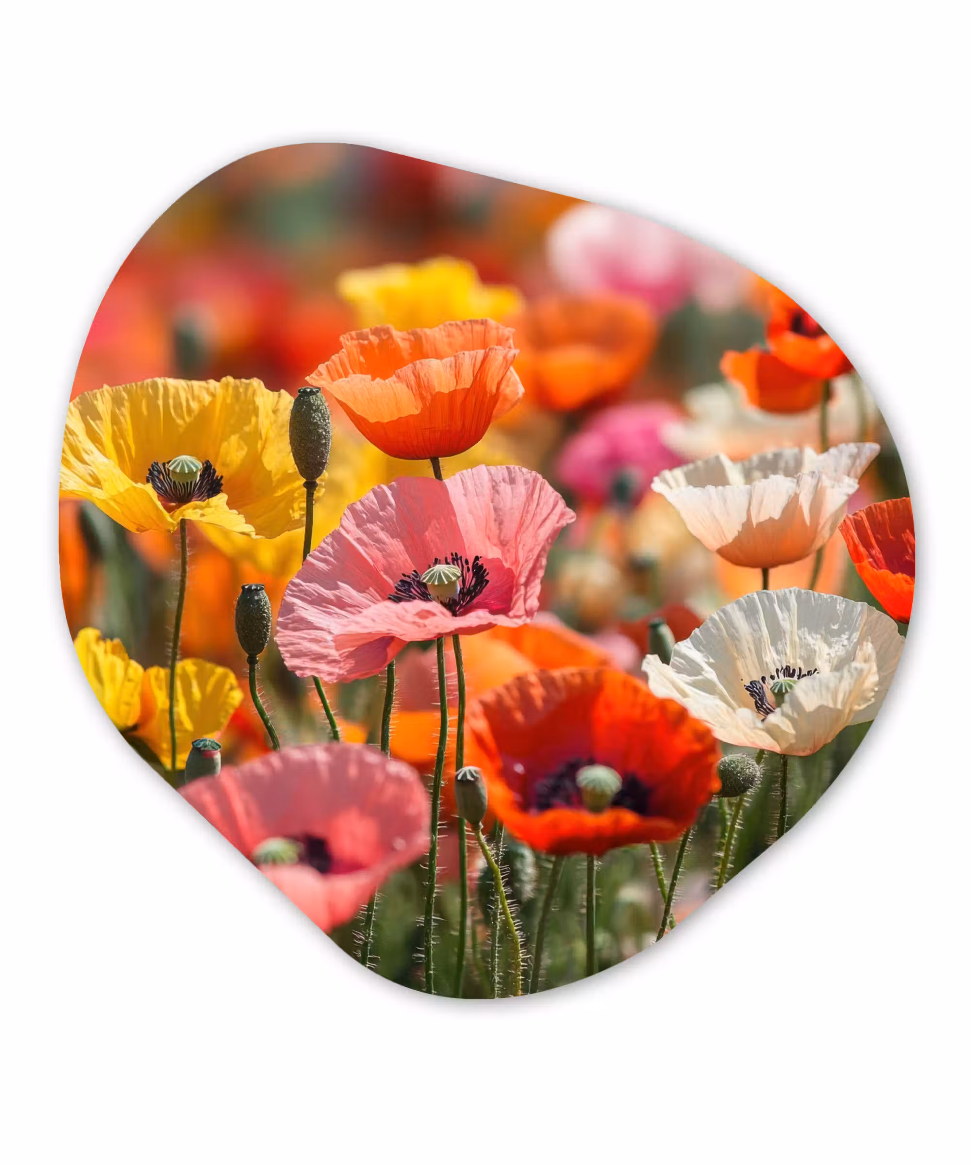 Alu-Dibond-Bild Organische Form - Blumenfeld - Mohnblumen - Farbenfroh