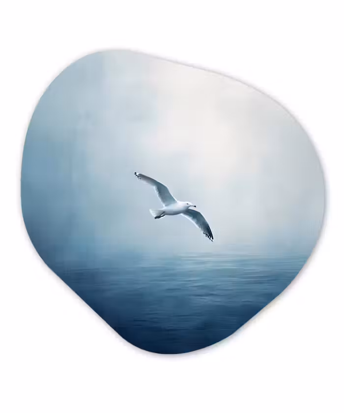 Alu-Dibond-Bild Organische Form - Möwe - Weiß - Meer - Neblig