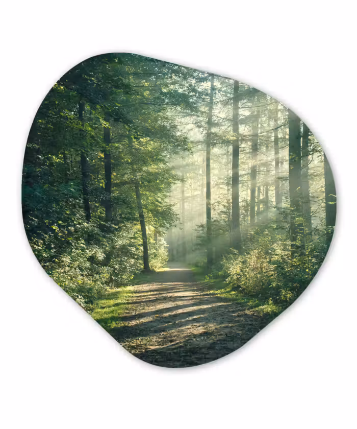 Forexbild Organische Form - Wald - Weg - Sonne - Bäume - Grün - Natur