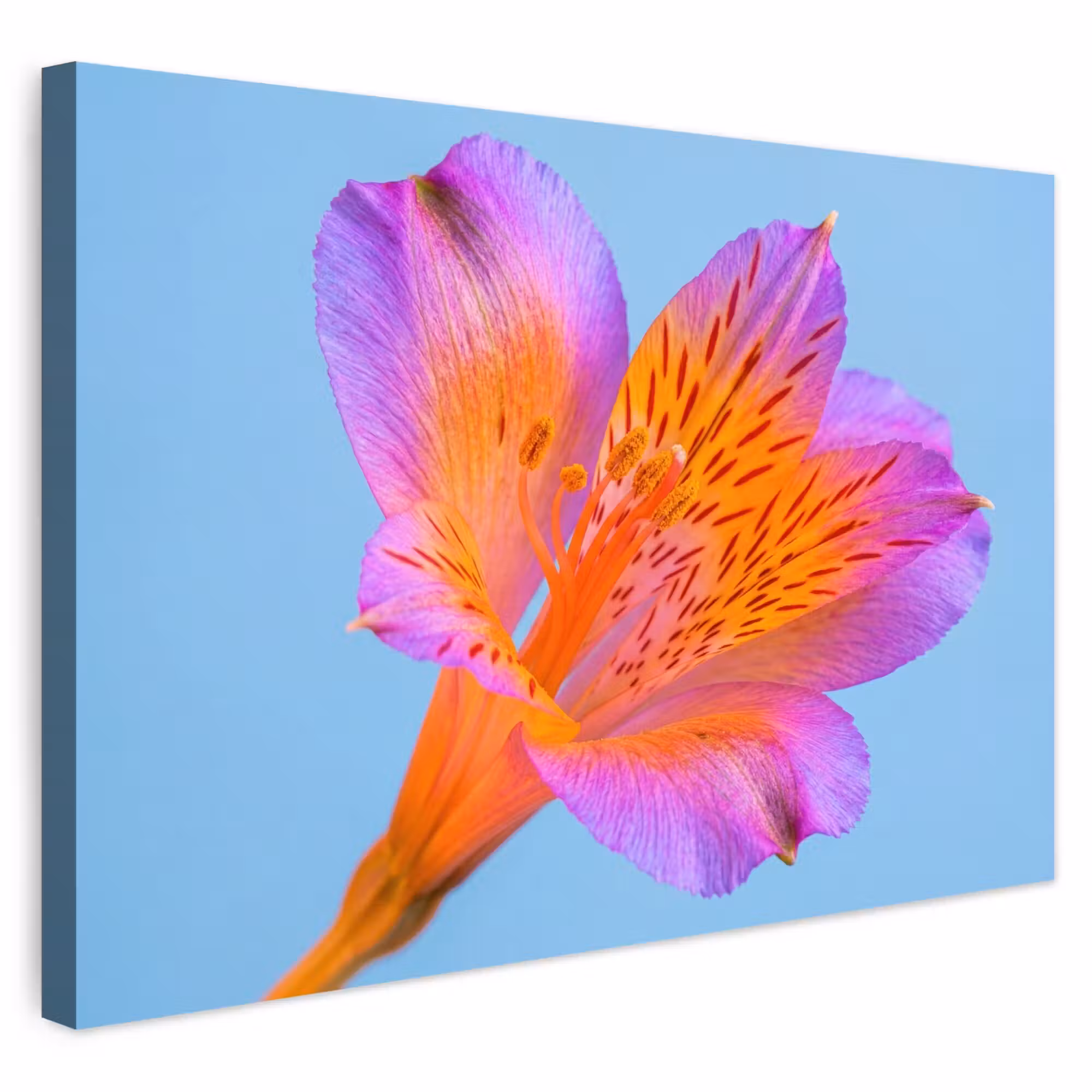 Outdoor Leinwand - Blume - Detail - Farbenfroh