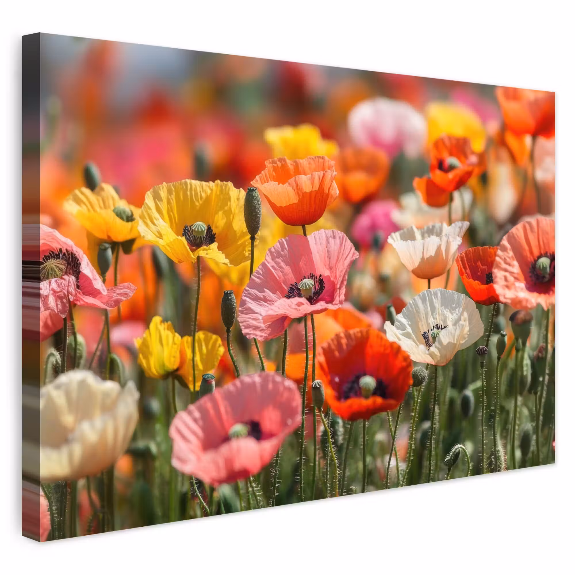 Outdoor Leinwand - Blumenfeld - Mohnblumen - Farbenfroh
