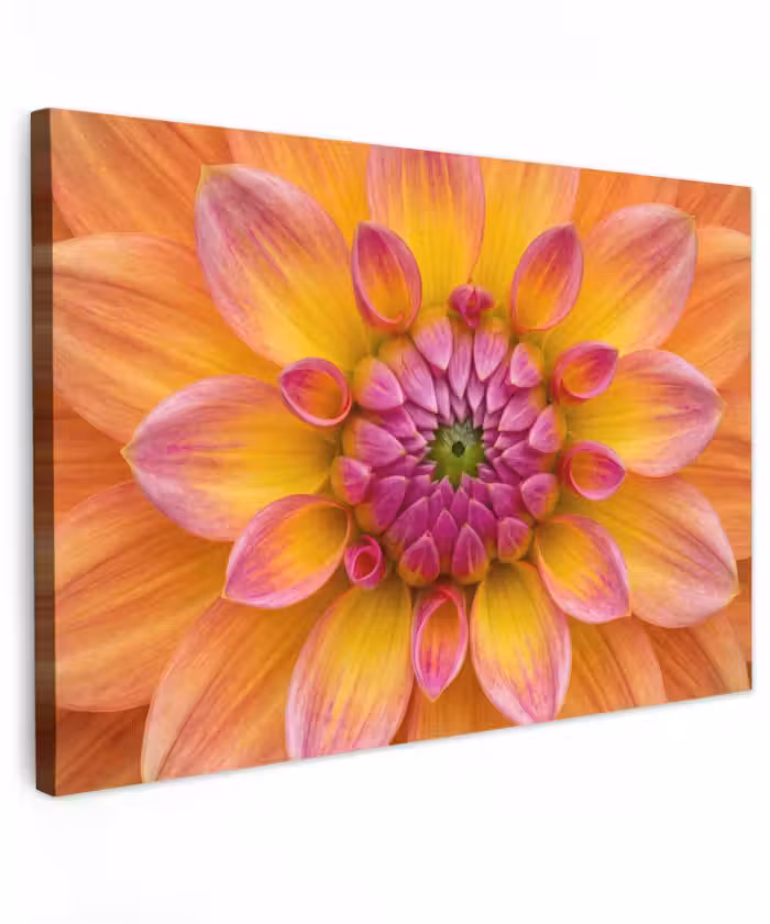 Outdoor Leinwand - Dahlie - Blume - Orange